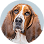 Avatar de perro