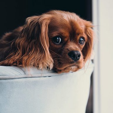 Contratar un seguro para mascotas