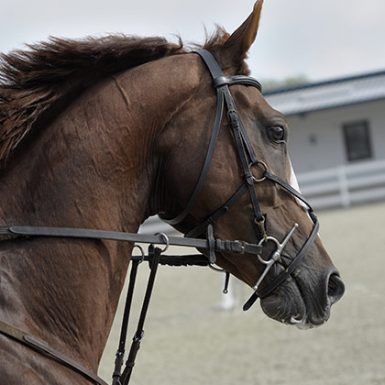 Seguros para caballos