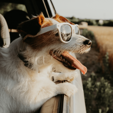 ¿El seguro de mascotas cubre en caso de accidente de coche?