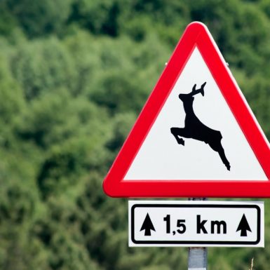 Cobertura de daños por impacto con animales cinegéticos