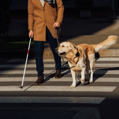 Cómo adoptar un perro guía