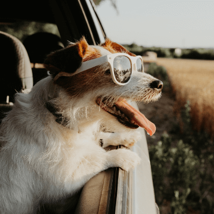 mascota seguro accidente coche