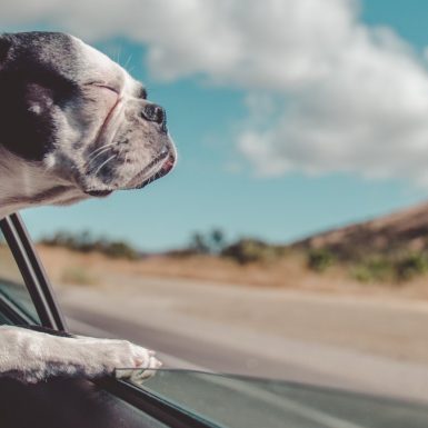Seguro de coche: ¿cubre a la mascota en caso de accidente?