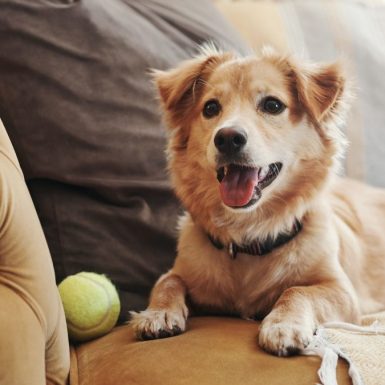 Vivir de alquiler: ¿El seguro de hogar cubre los daños causados por mi mascota?
