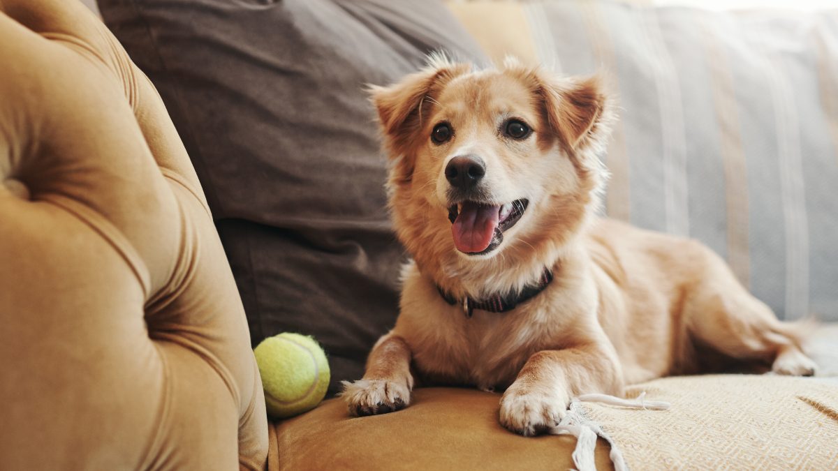 Vivir de alquiler: ¿El seguro de hogar cubre los daños causados por mi mascota?