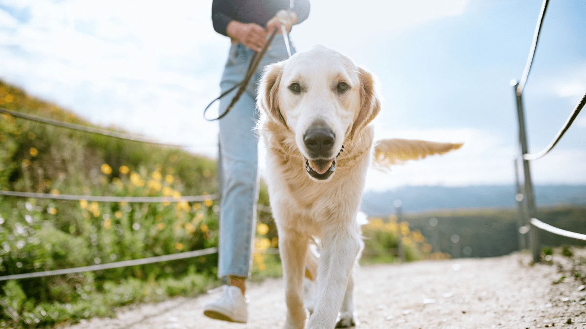 El interés por los seguros de Responsabilidad Civil para mascotas se dispara un 41% por la Ley de Bienestar Animal