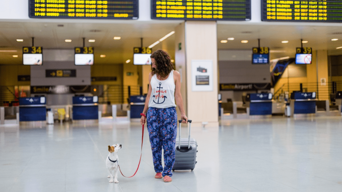 ¿Qué es un seguro de viaje para mascotas?