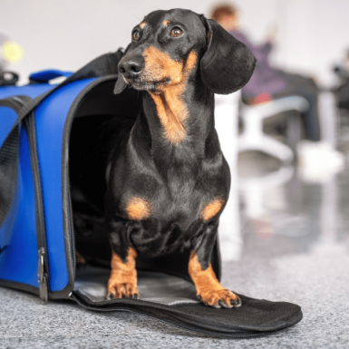 Claves para viajar en avión con tu mascota