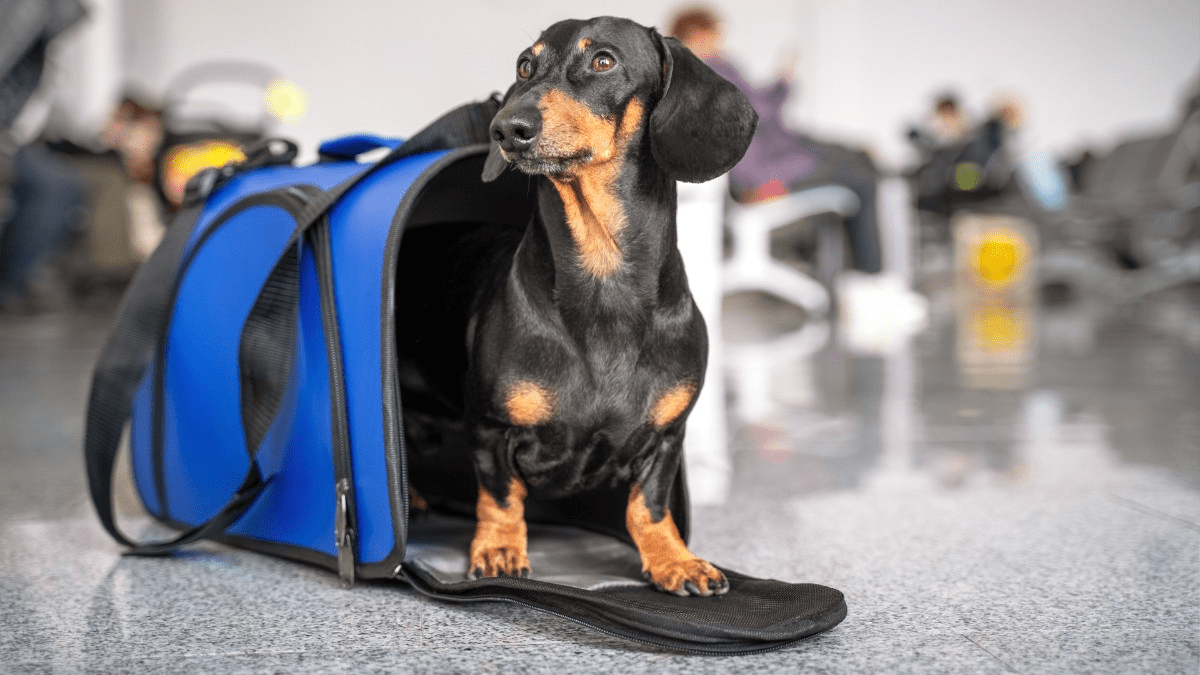 viajar con mascotas